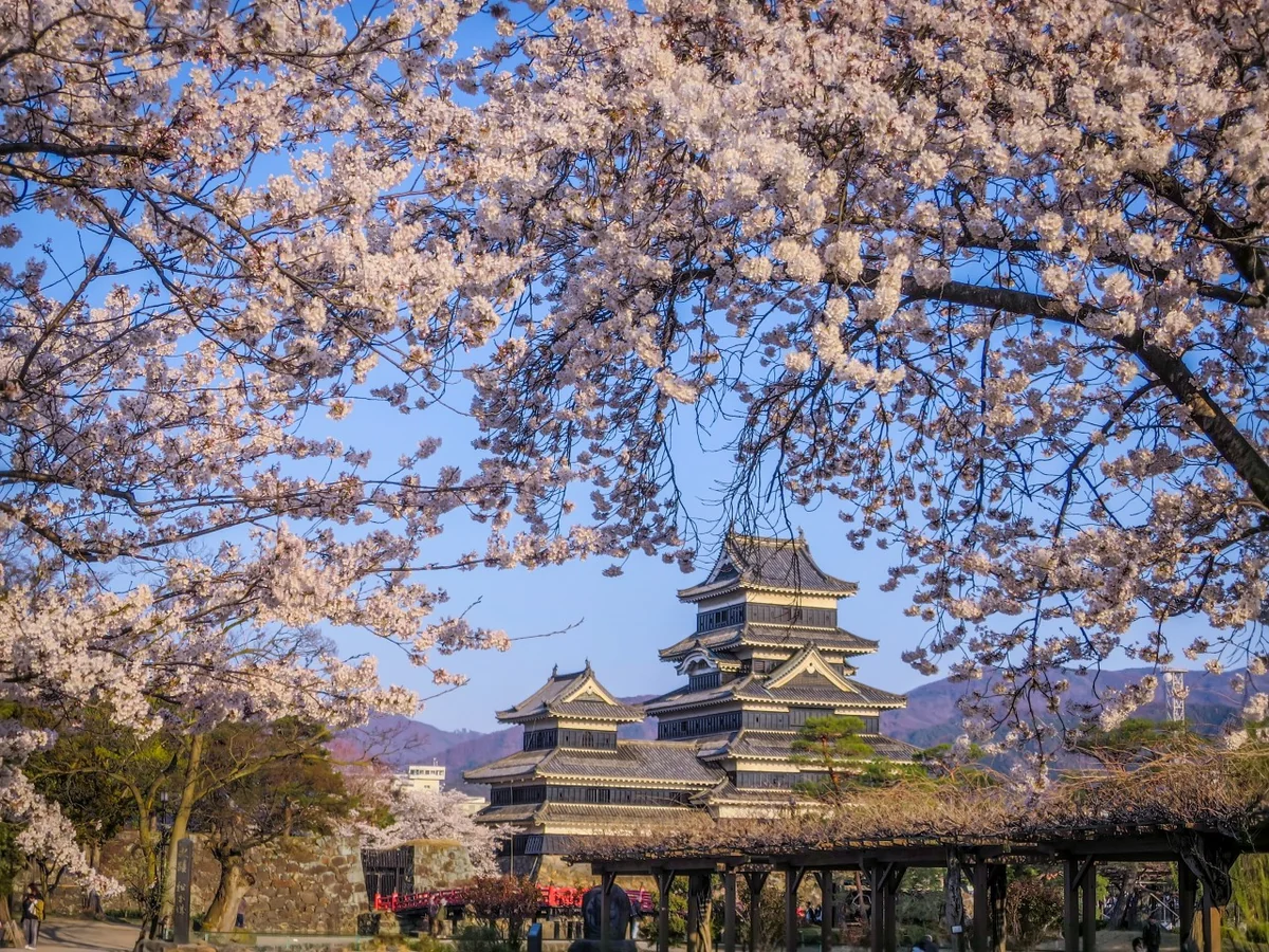 投稿写真：満開の桜と松本城