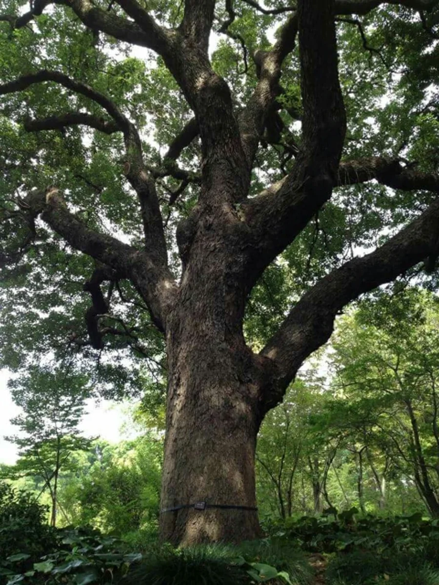 投稿写真：とある樹木