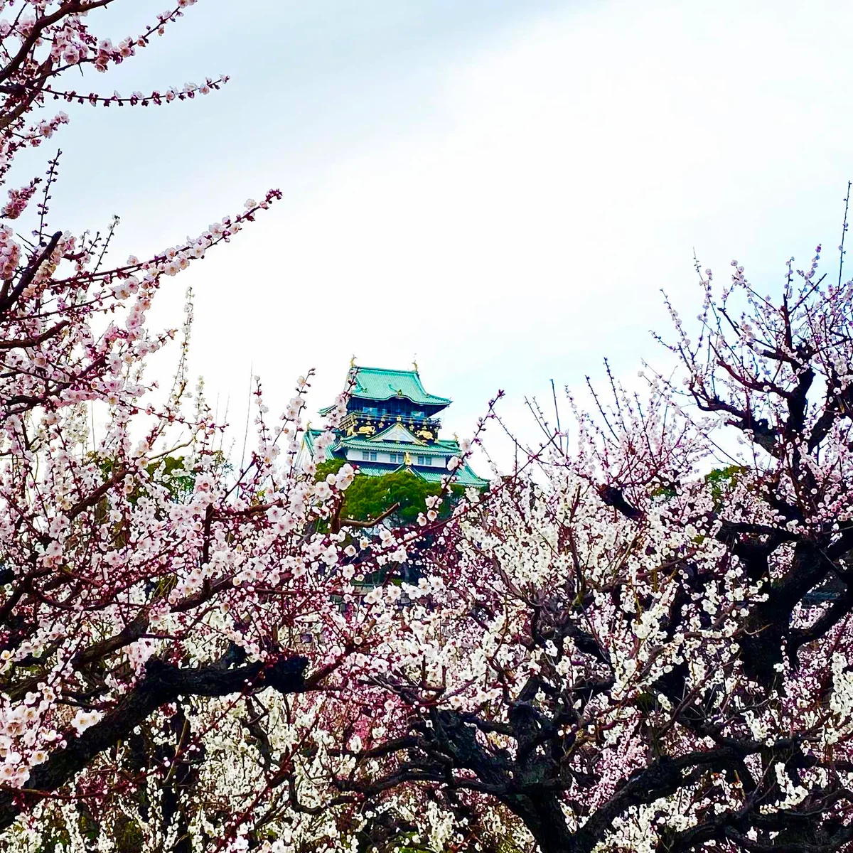 投稿写真：3回楽しめる「いにしえの梅見」大阪城 梅林