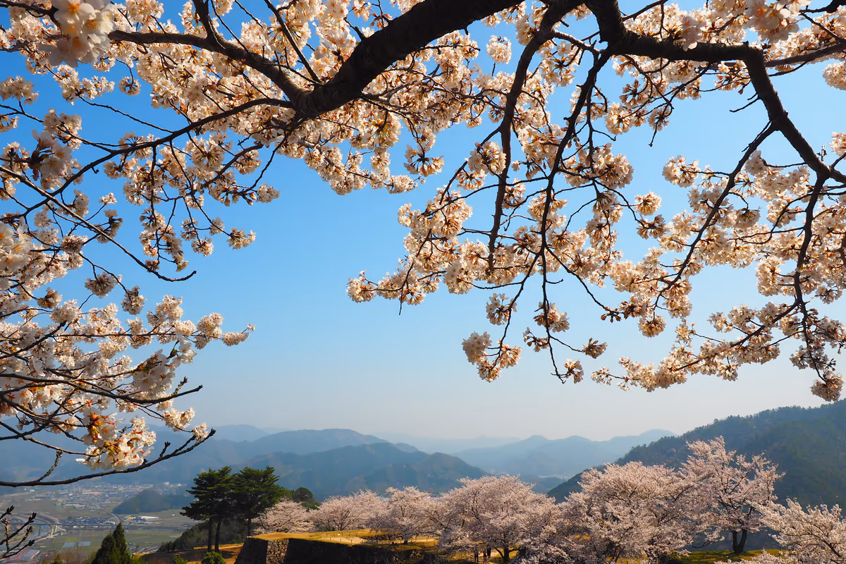投稿写真：竹田城跡　桜　春の陽