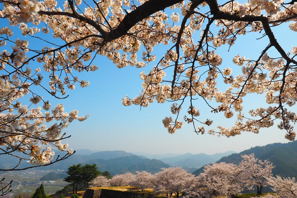 投稿写真：竹田城跡　桜　春の陽