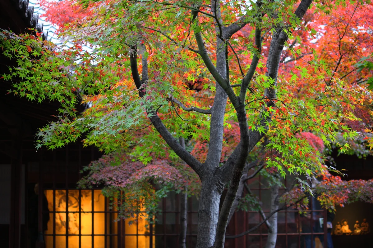 投稿写真：風神雷神の庭