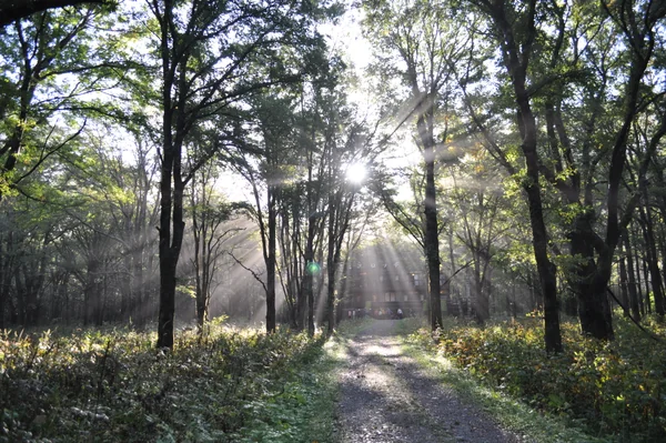 投稿：木漏れ日