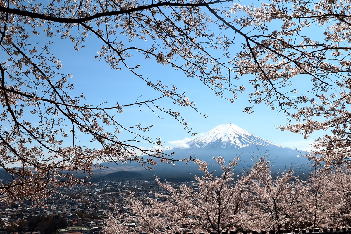 投稿写真：桜富士