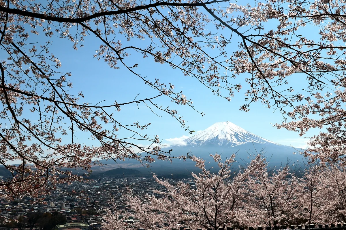 投稿写真：桜富士