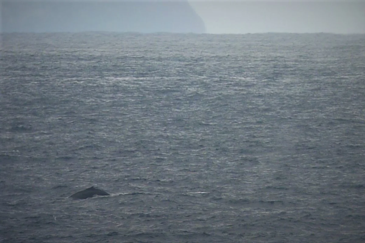 投稿写真：ザトウクジラの大きな背中