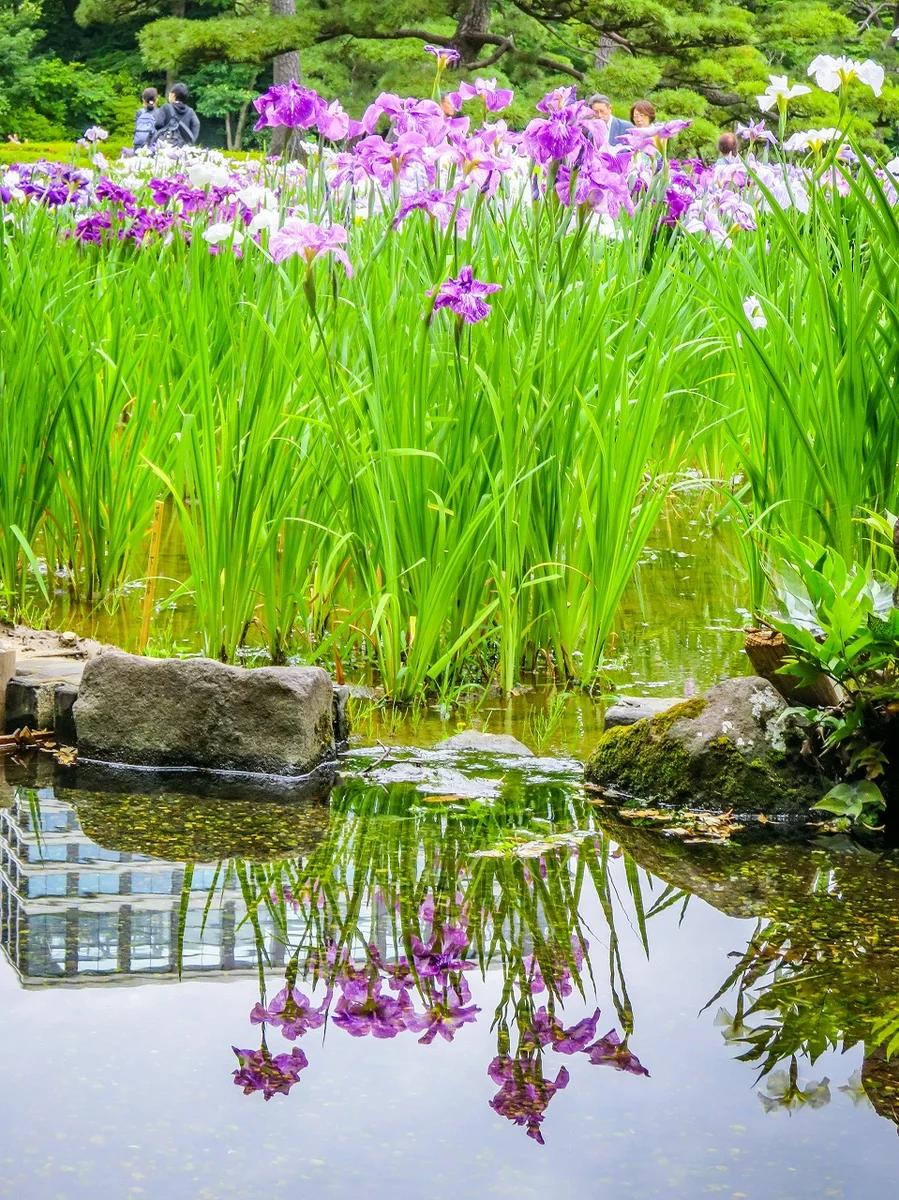 投稿写真：都心のハナショウブ②