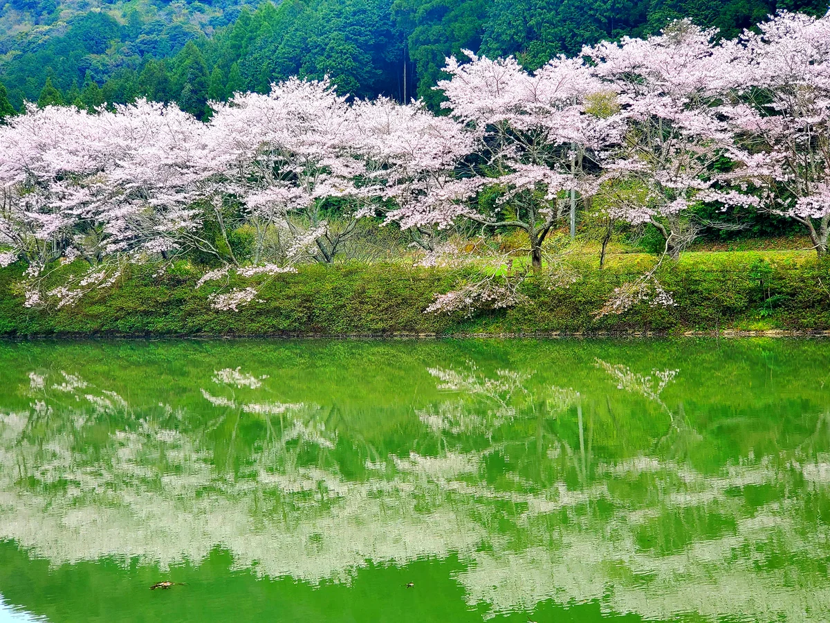 投稿写真：逆さま八天桜