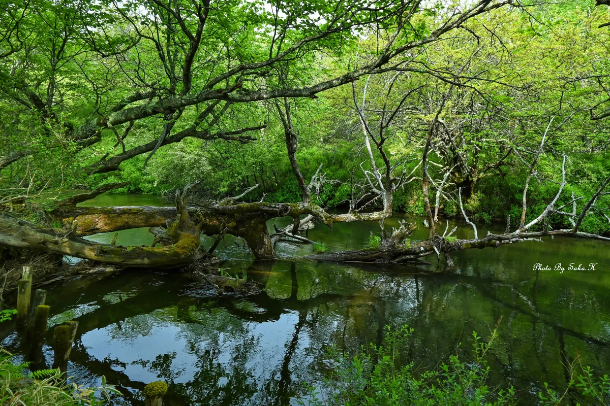 投稿写真：自然が作り出す造形美