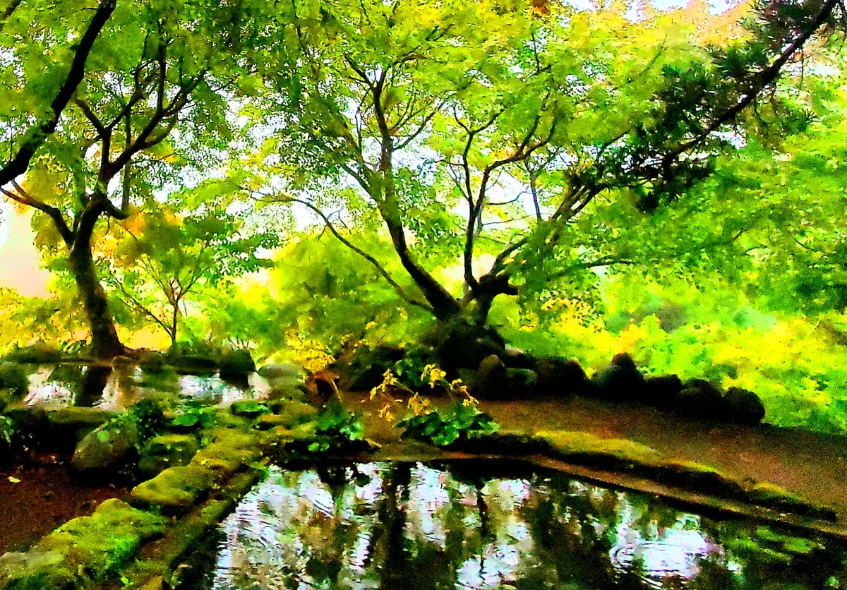 投稿写真：三十路苑のもみじ