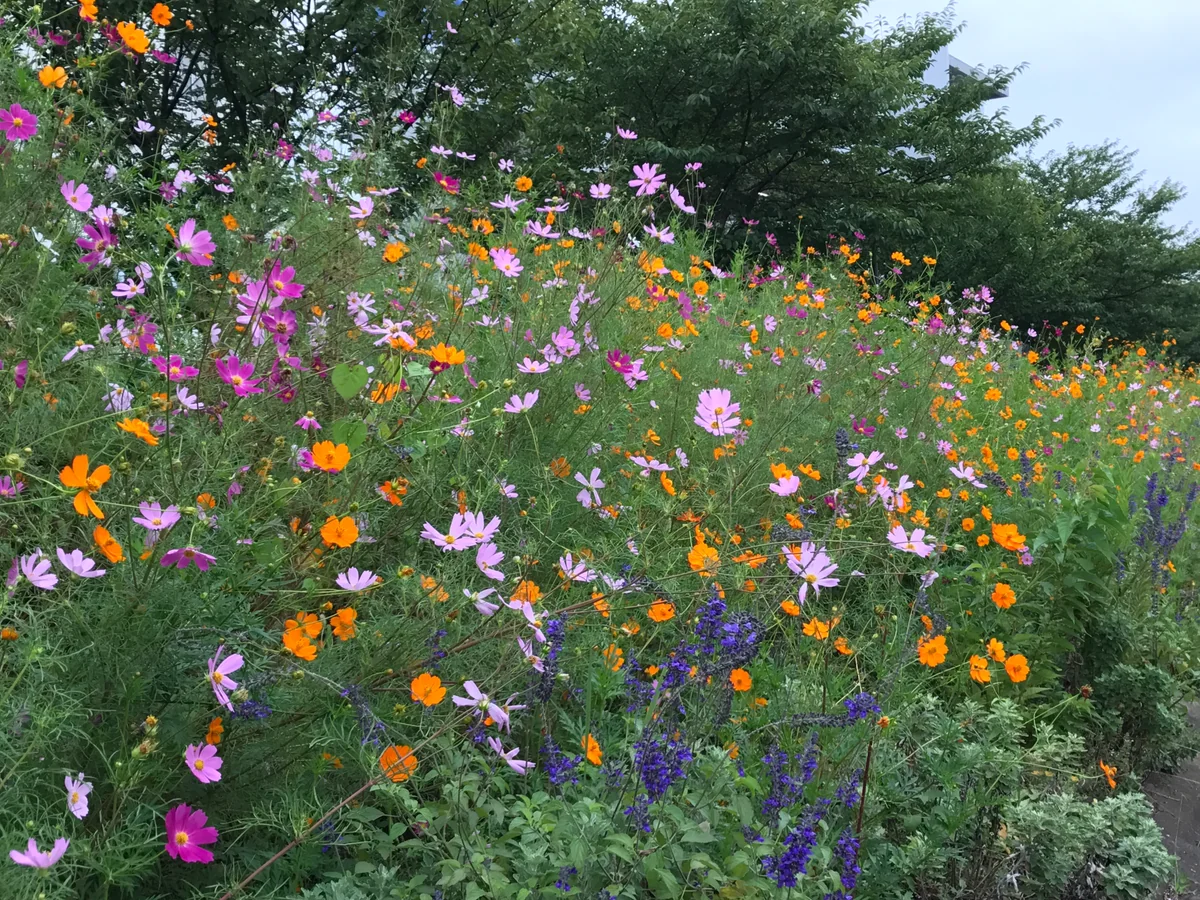 投稿写真：初秋のパッチワーク🎵