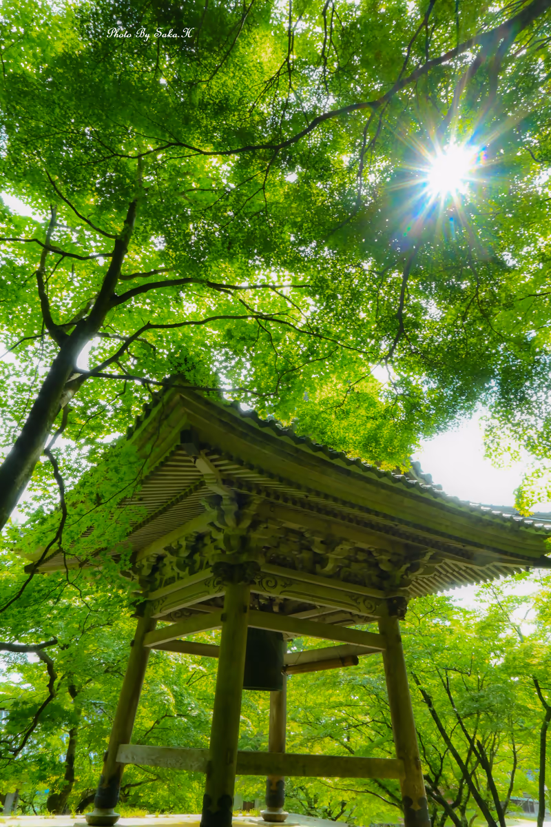 投稿写真：新緑
