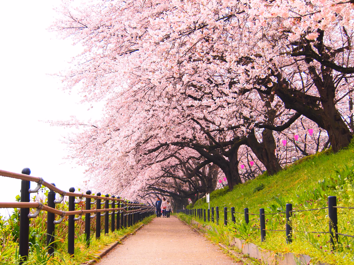 投稿写真：SAKURA🌸