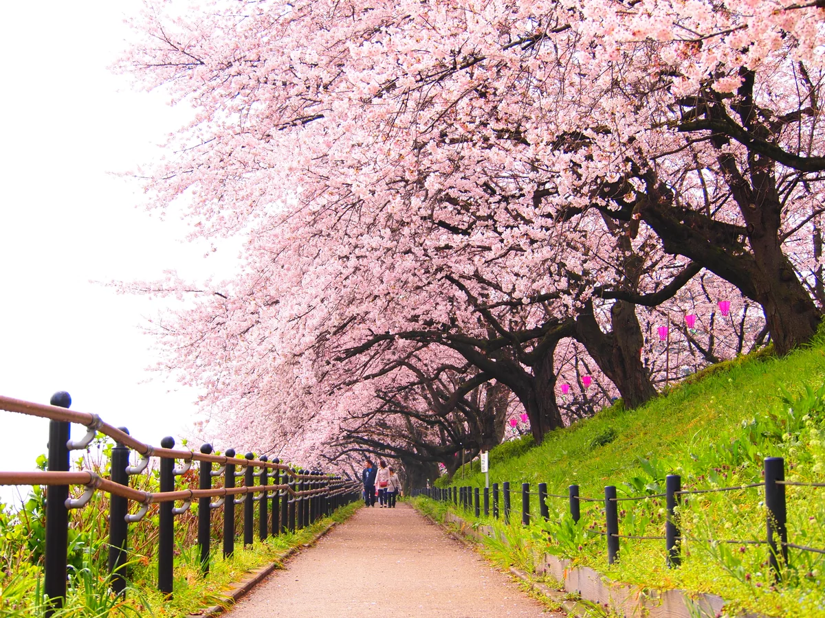 投稿写真：SAKURA🌸