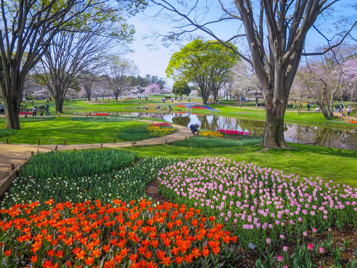 投稿写真：チューリップガーデン