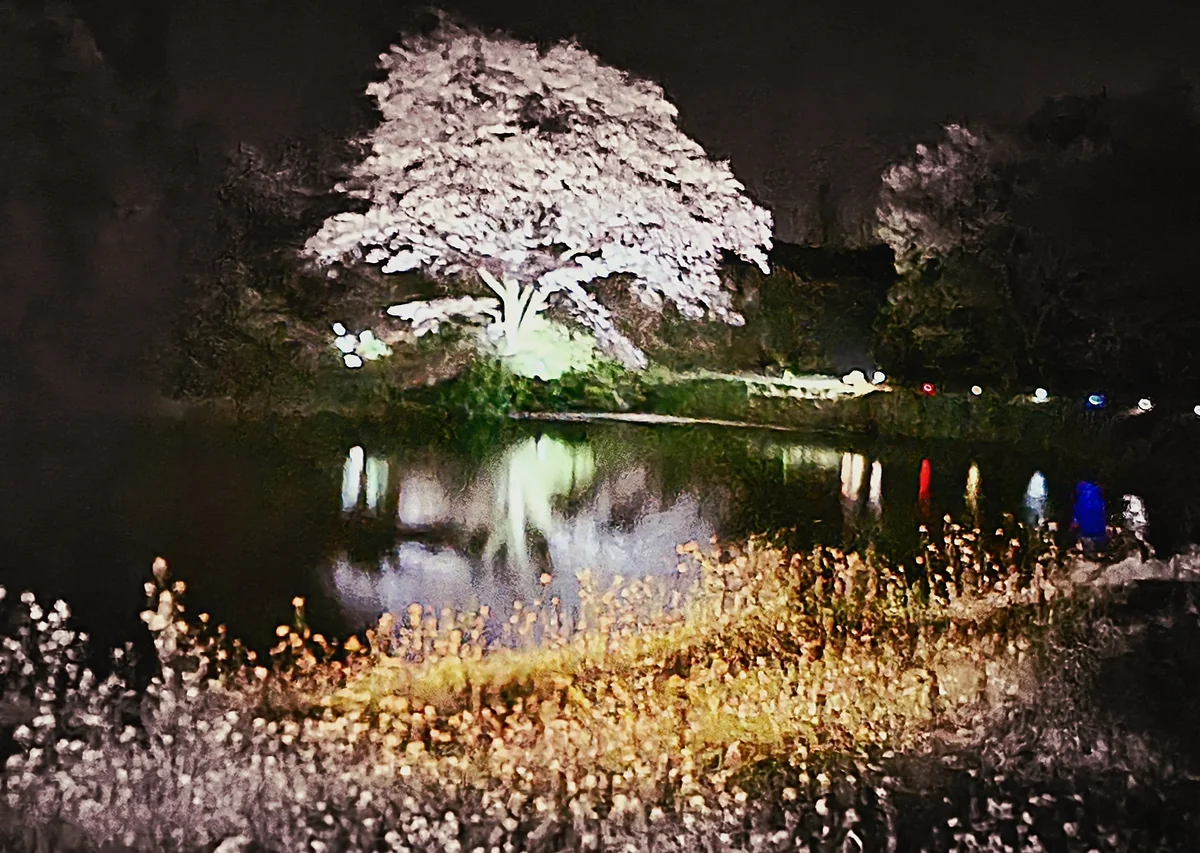 投稿写真：ライトアップ