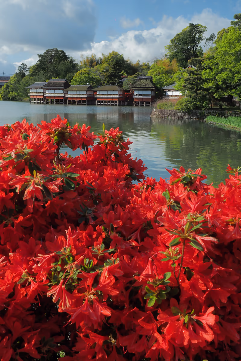 投稿写真：長岡天神　躑躅