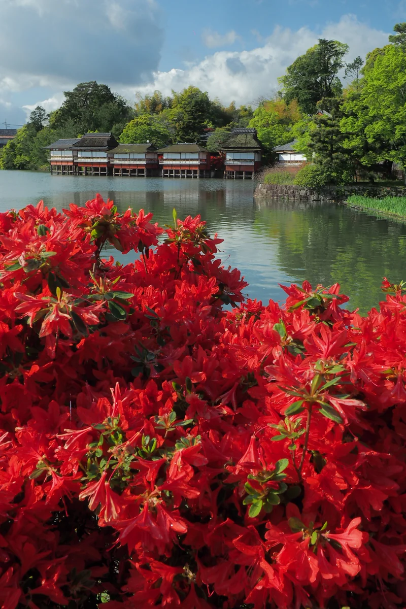 投稿写真：長岡天神　躑躅