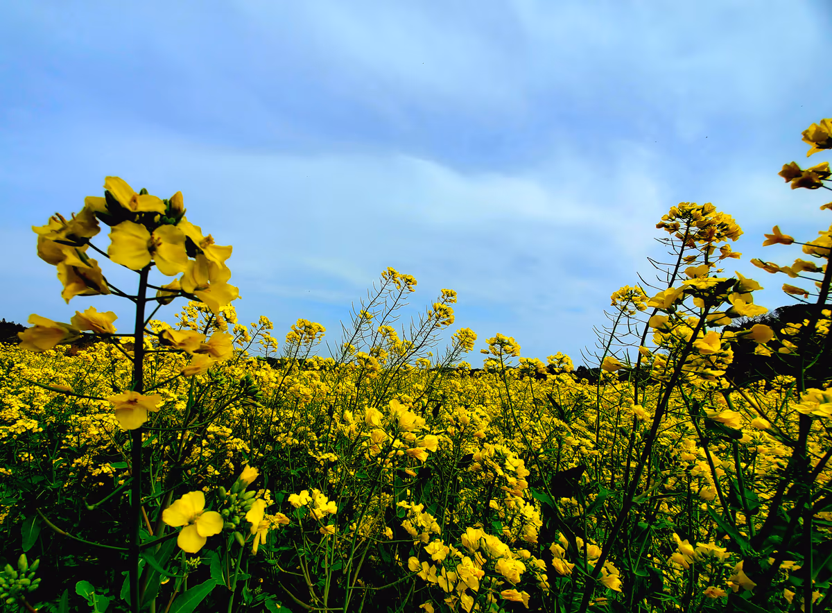 投稿写真：菜の花畑