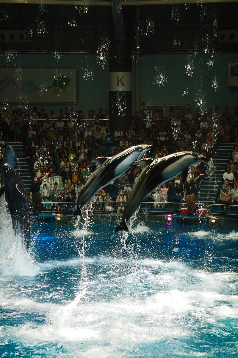 投稿写真：イルカショー