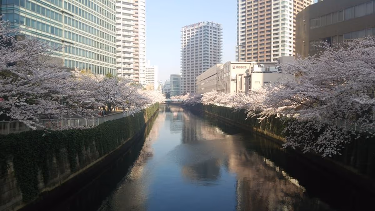 投稿写真：目黒川の桜