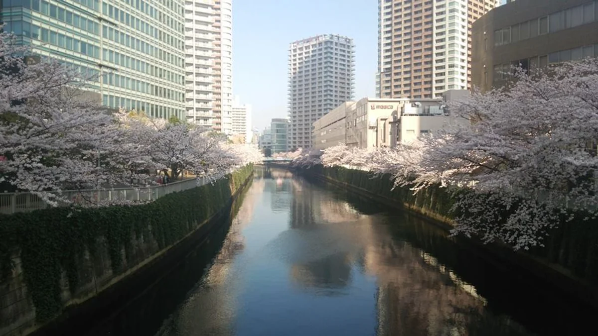 投稿写真：目黒川の桜