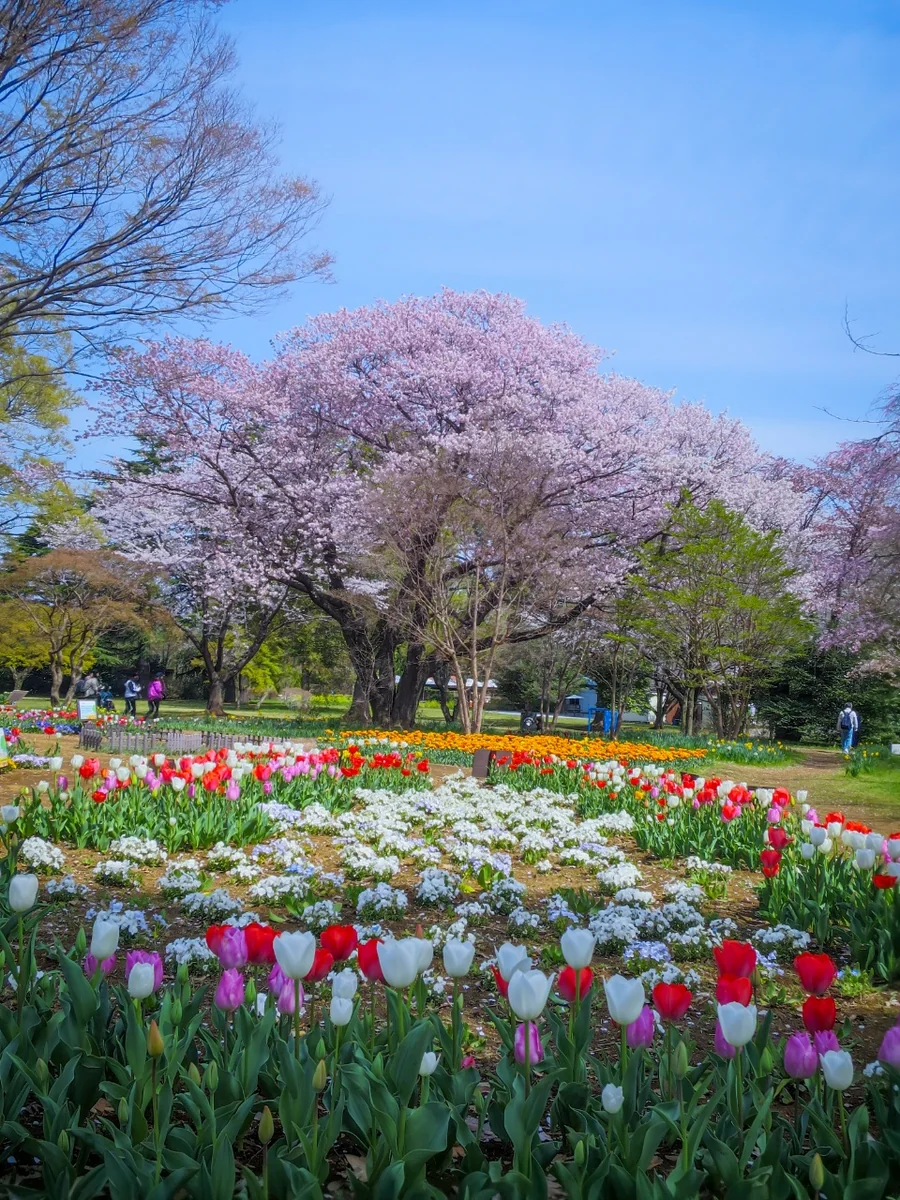 投稿写真：チューリップと満開の桜