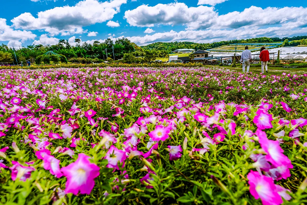 投稿写真：世羅ゆり園 花の駅