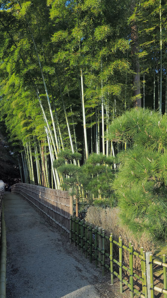 投稿写真：竹林の小径