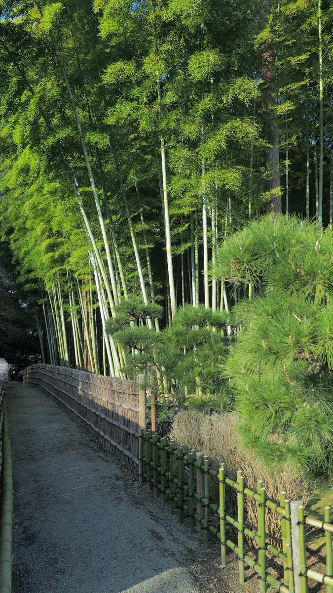 投稿写真：竹林の小径