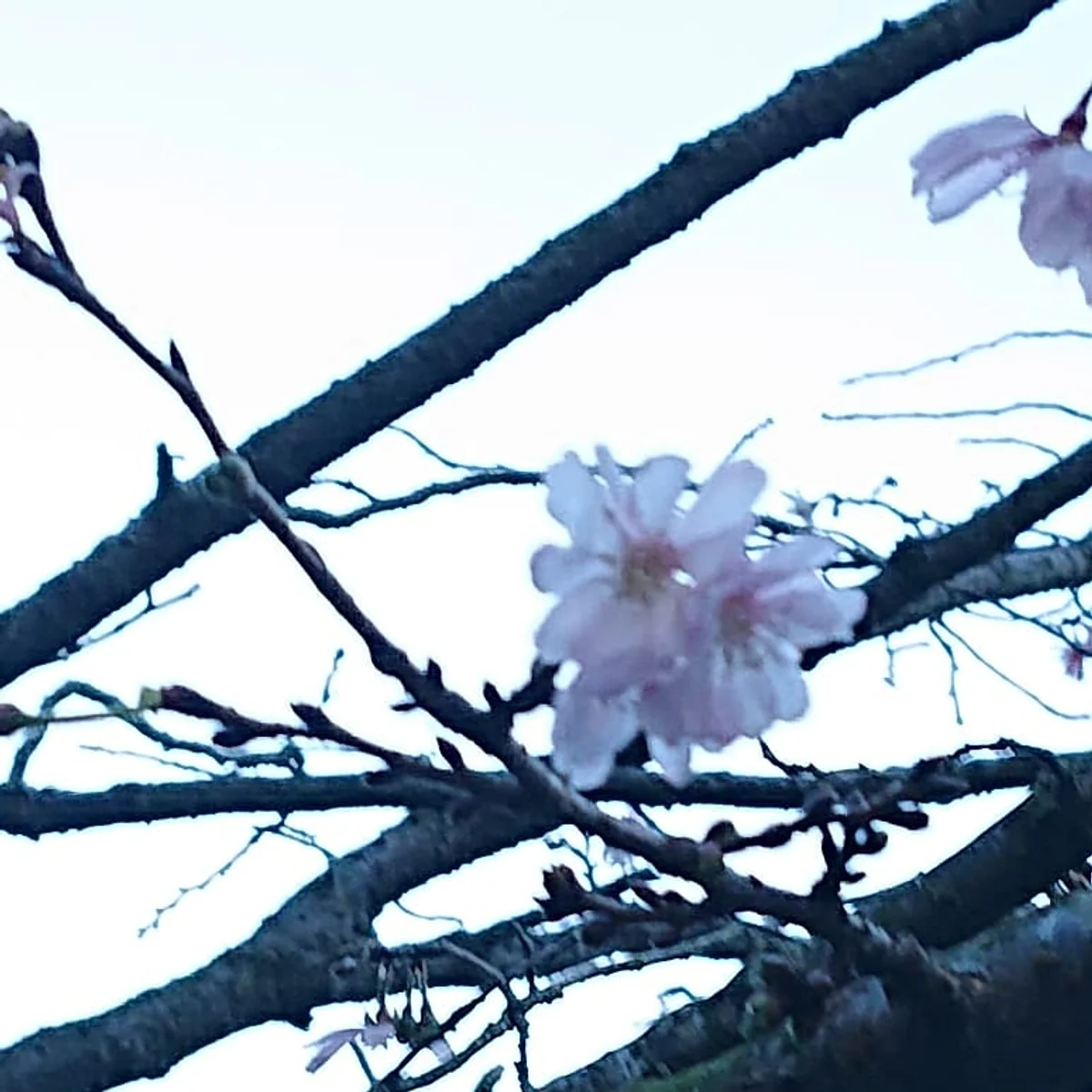 投稿写真：１０月桜