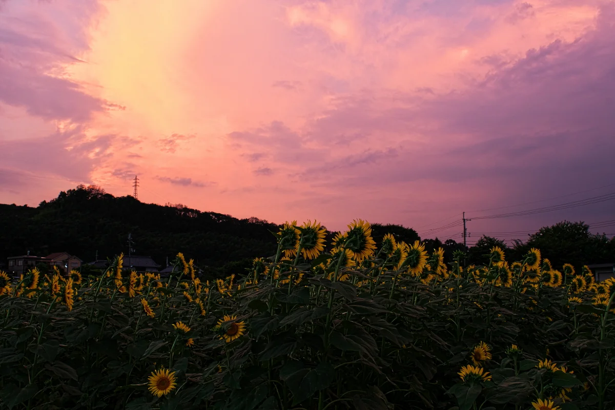 投稿写真：夕焼けのひまわり畑