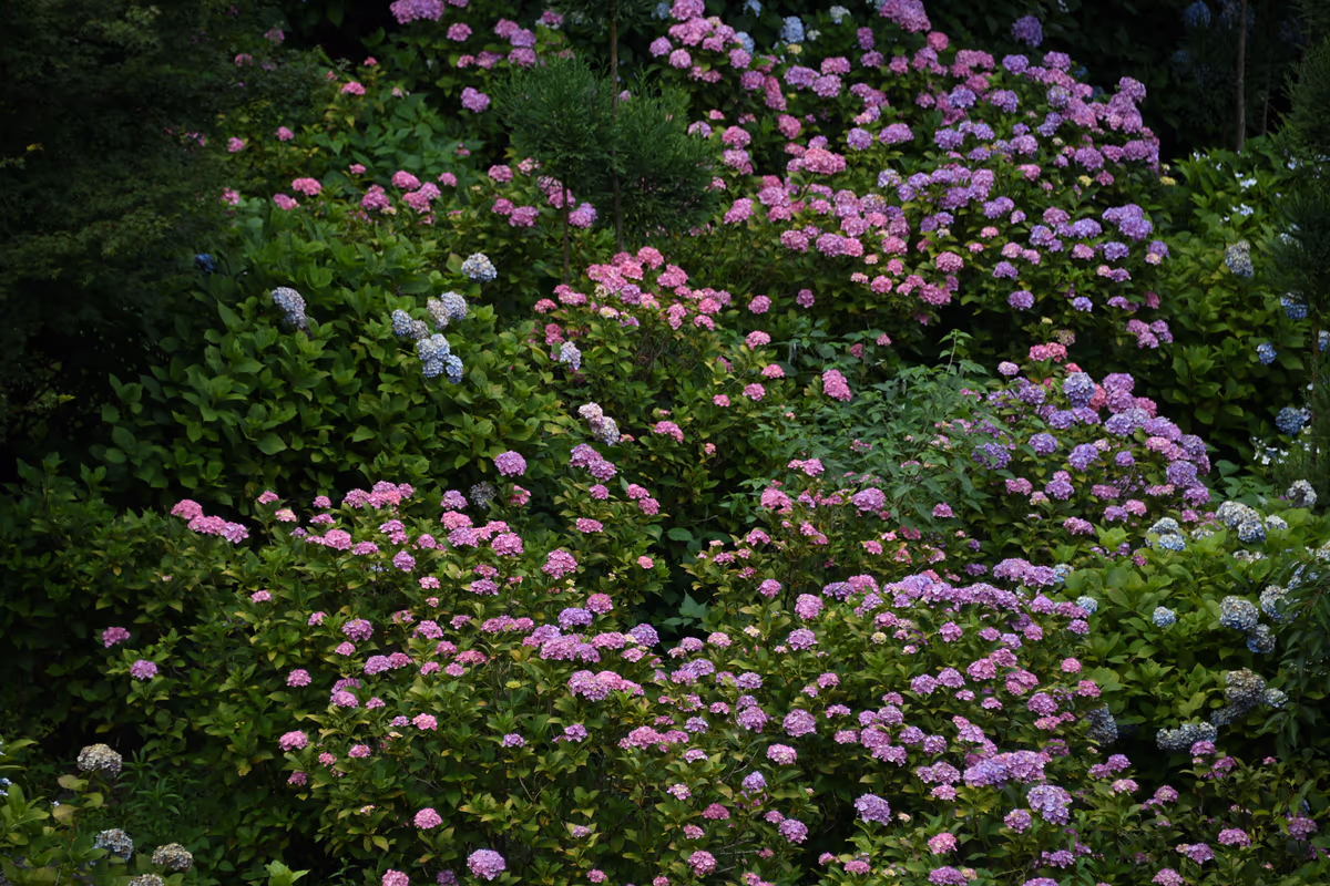 投稿写真：紫陽花