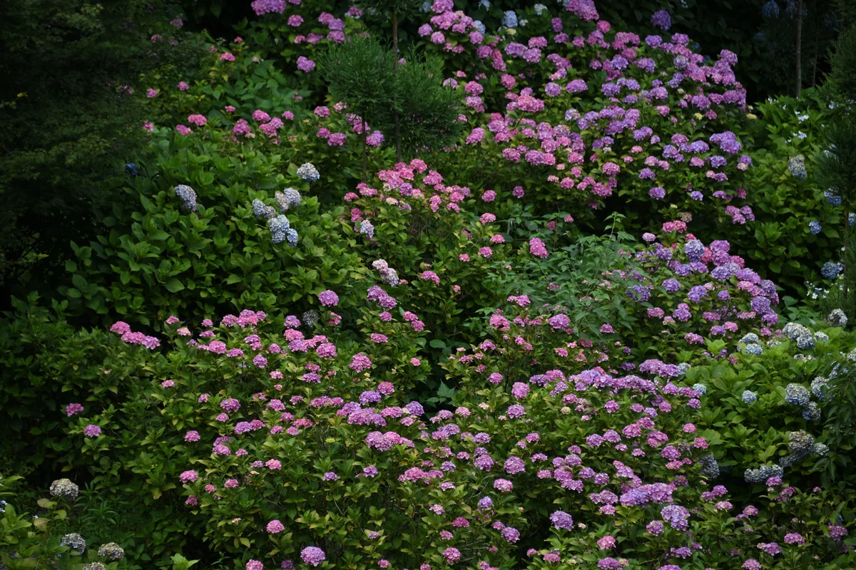 投稿写真：紫陽花