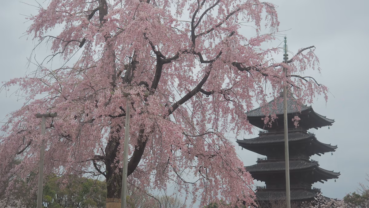 投稿写真：東寺　不二桜