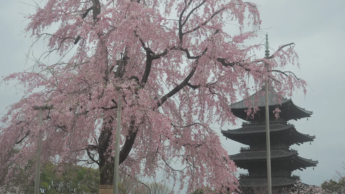 投稿写真：東寺　不二桜