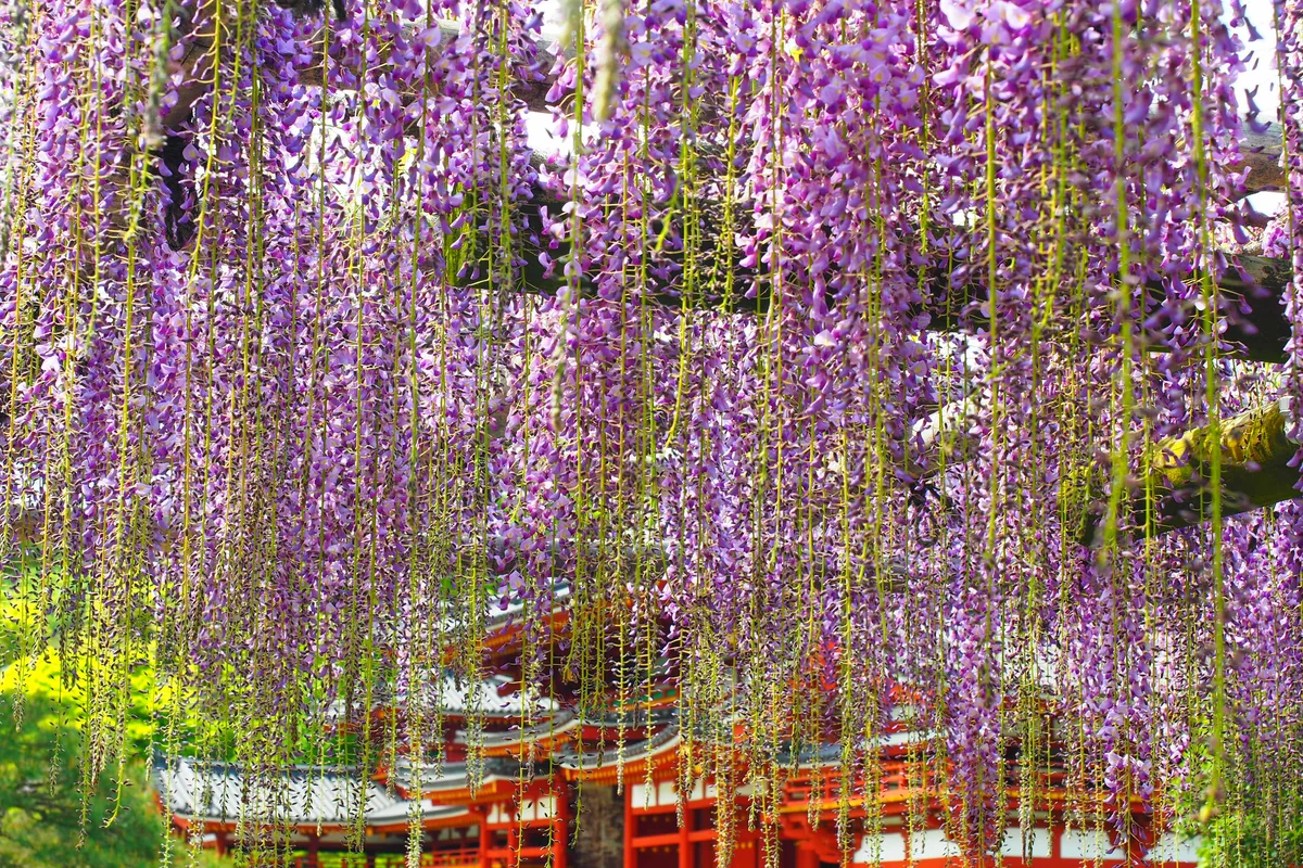 鬼瓦　鉄五郎さんの投稿写真