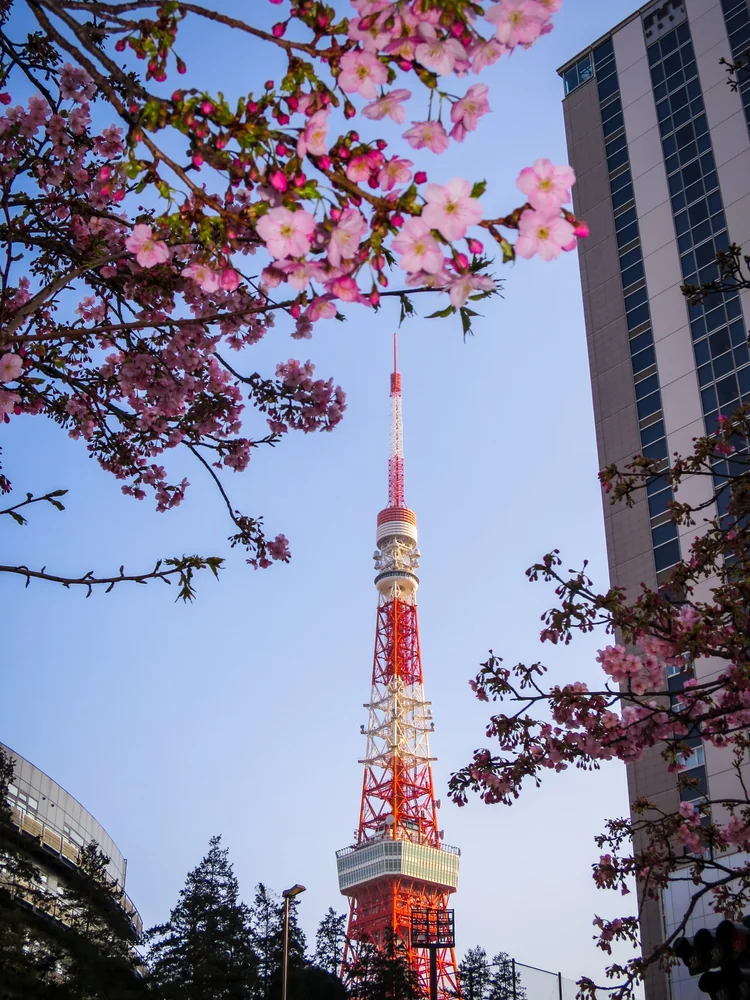 投稿写真：河津桜と東京タワー