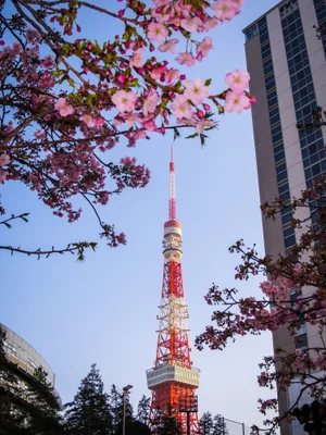 投稿：河津桜と東京タワー