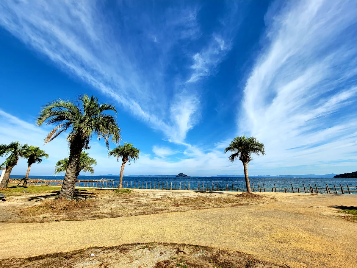投稿写真：ヤシの木🌴ヤシの木🌴
