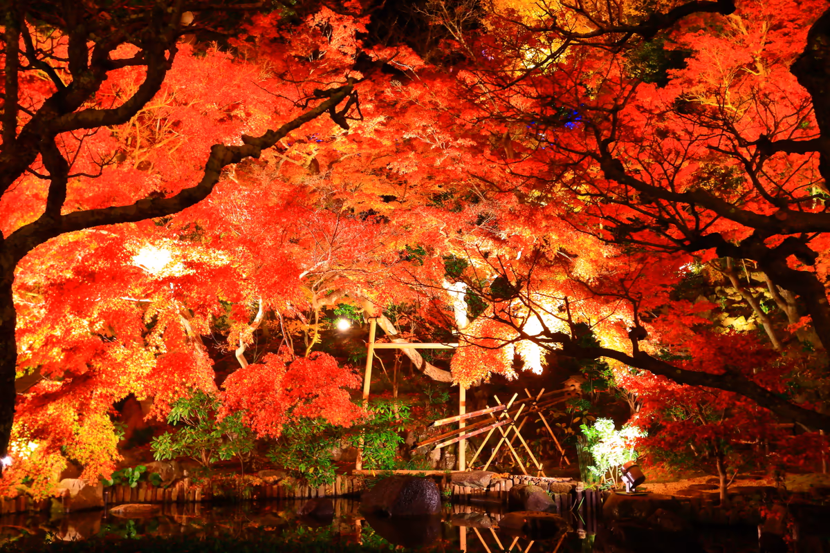 投稿写真：長谷寺ライトアップ