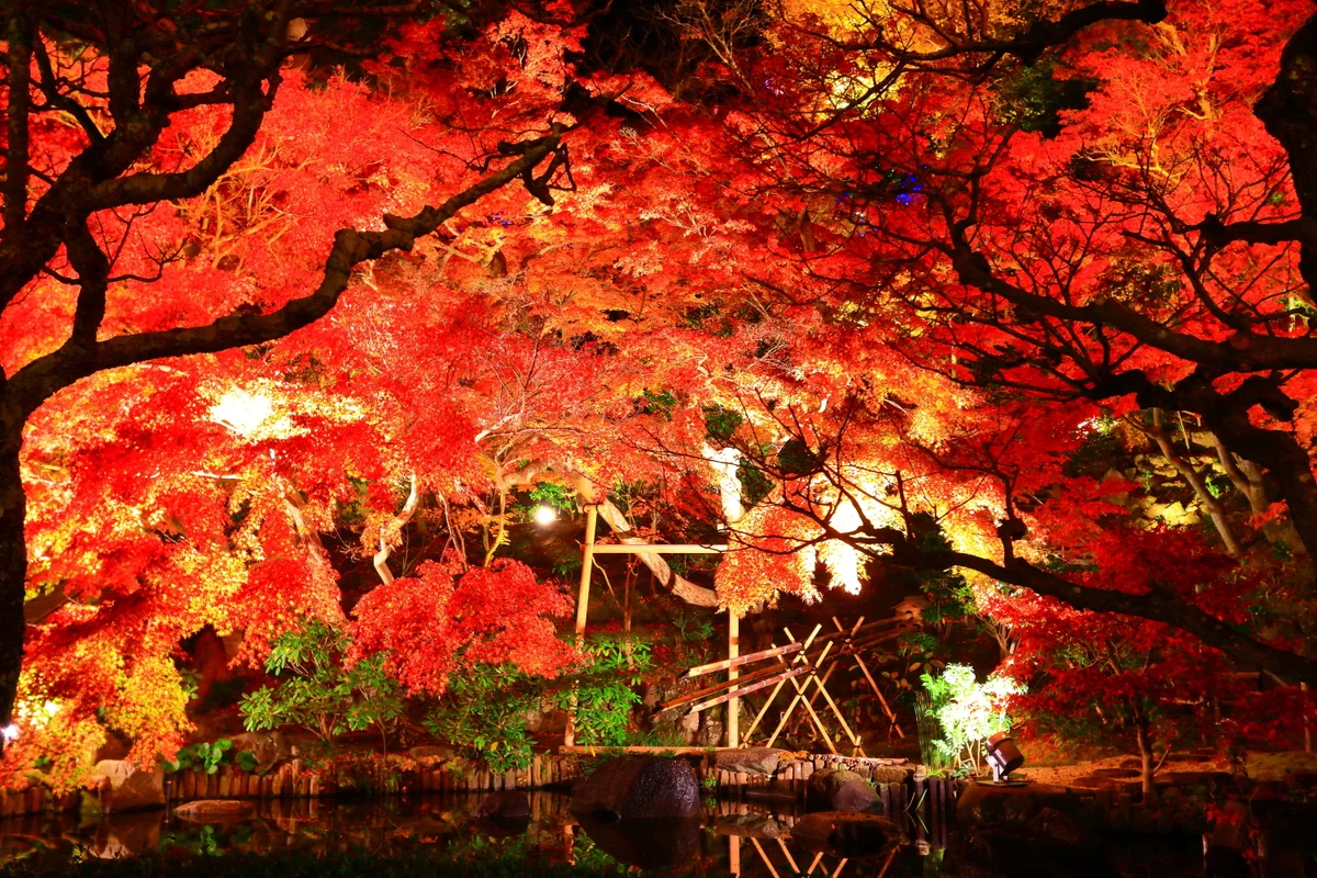 投稿写真：長谷寺ライトアップ