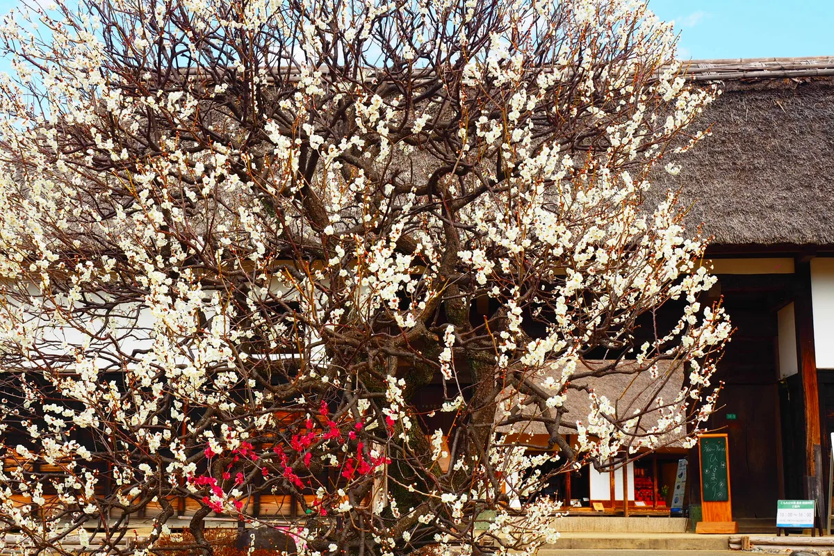 投稿写真：武蔵野の春の夢