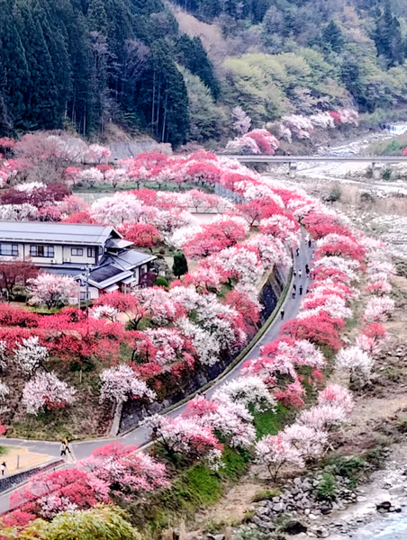 投稿：花桃の里