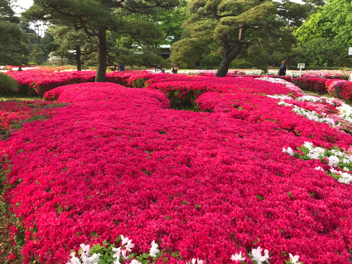 投稿写真：ツツジ 満開