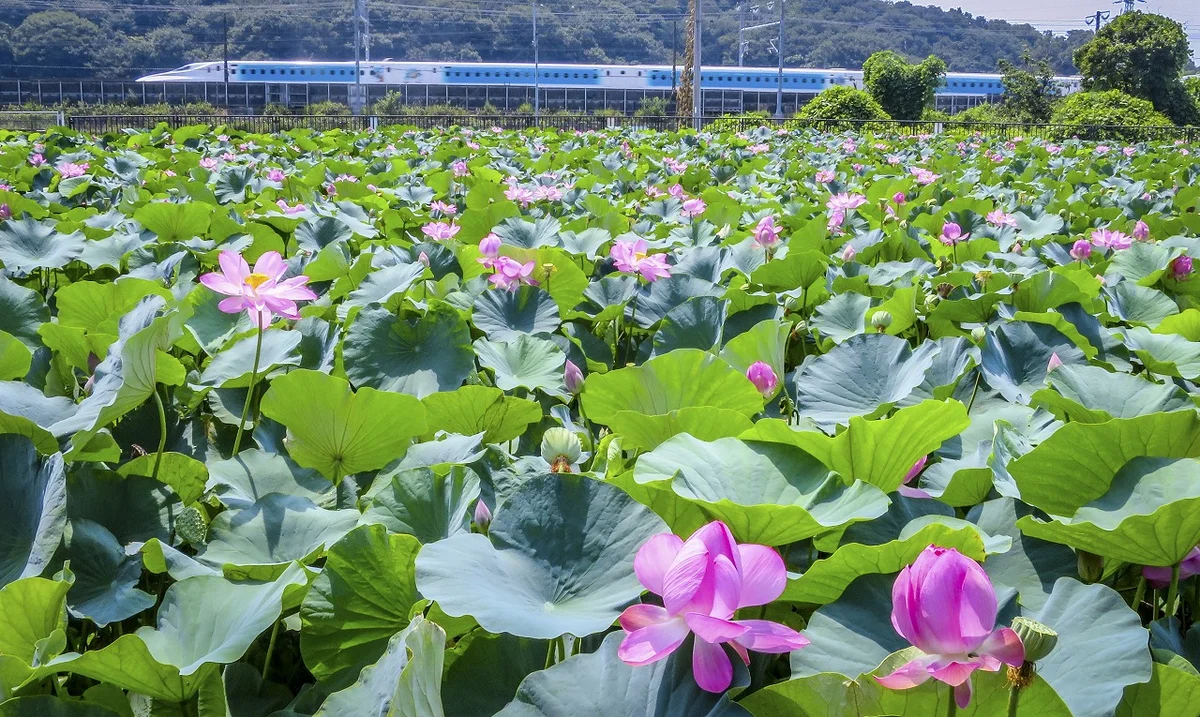 投稿写真：ディズニー新幹線とハスの花