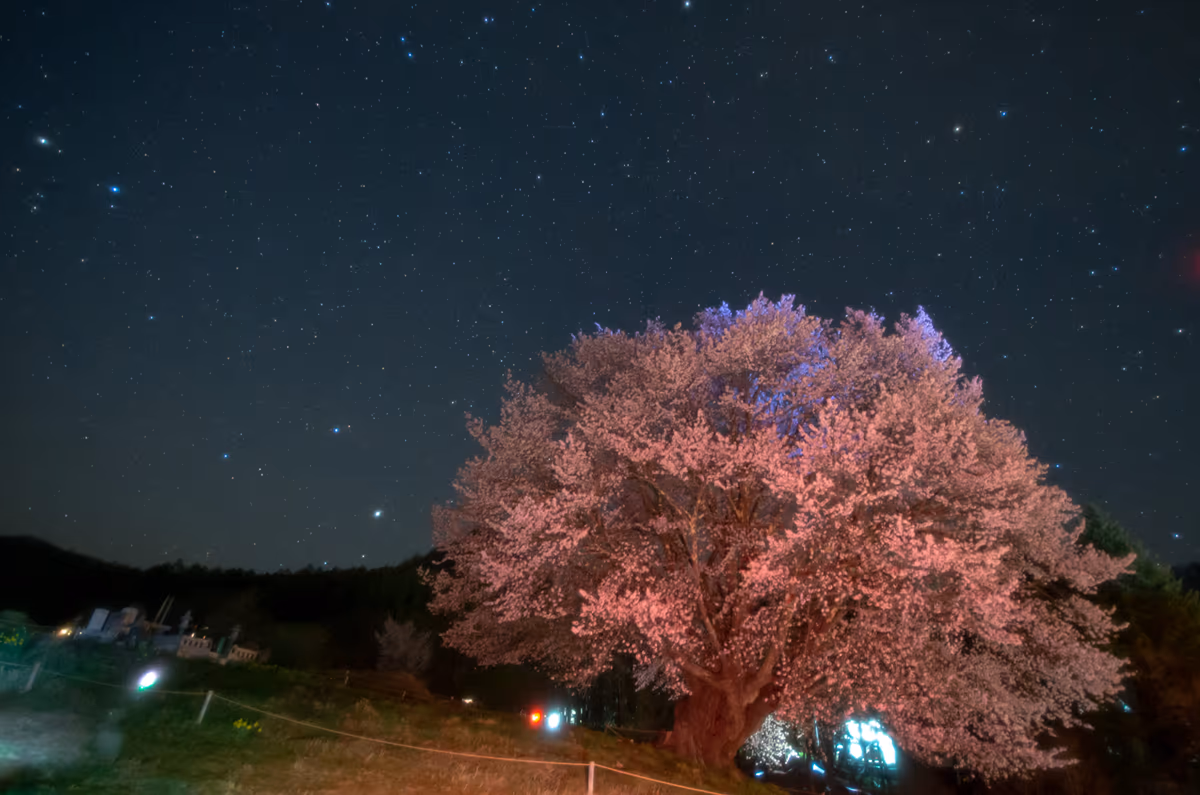 投稿写真：針山の天王桜
