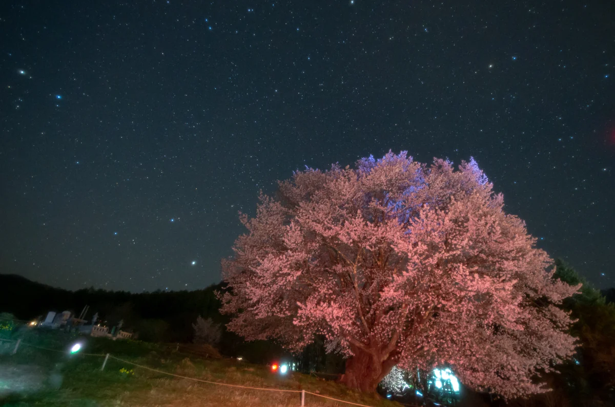 投稿写真：針山の天王桜
