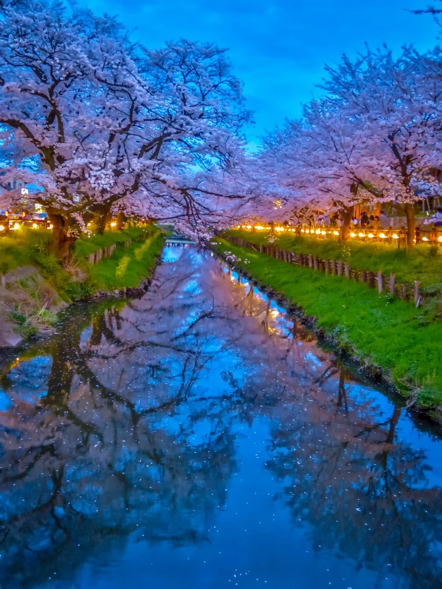 投稿写真：ライトアップされた満開の桜並木とリフレクション