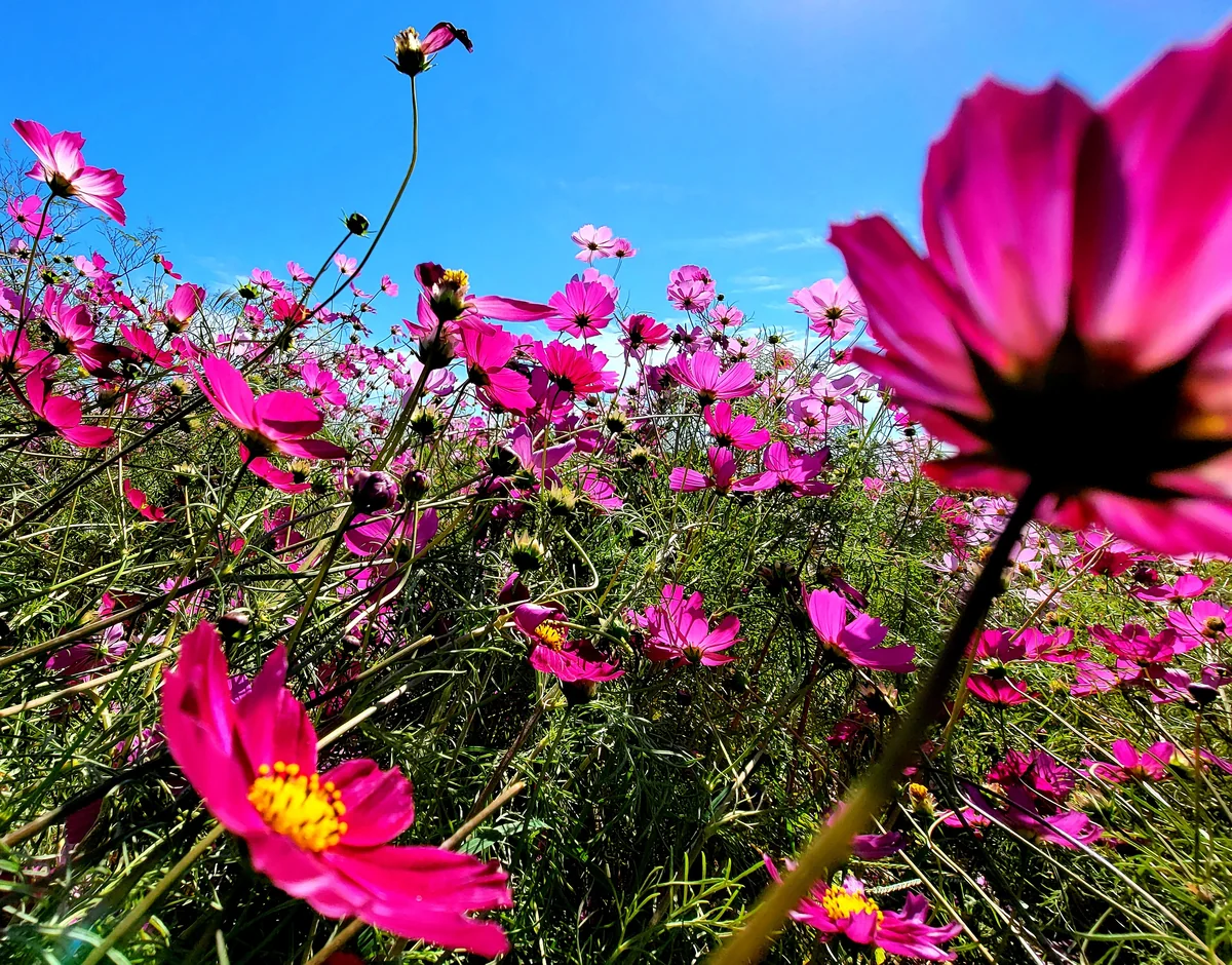 投稿写真：風に吹かれるコスモス